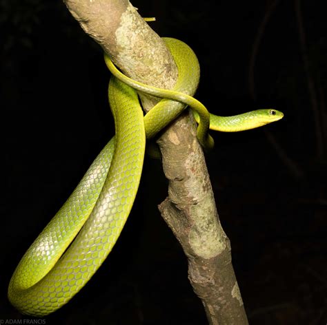 出現蛇|辨認蛇類 — HongKongSnakeID.com